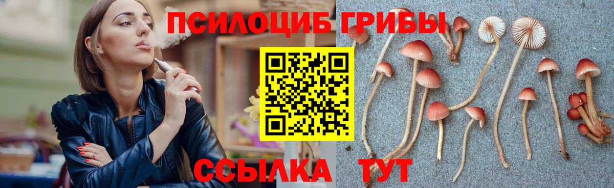 где купить   Балаково  Галлюциногенные грибы Psilocybe 